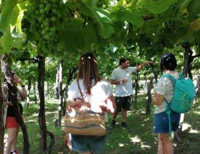Visita bodega txakoli - Zarautz - Tour Camino de Santiago - Earra Tour.