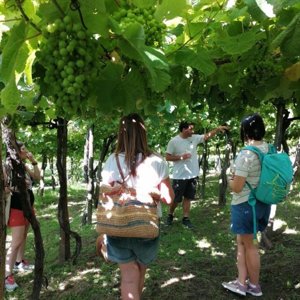 Visita bodega txakoli - Zarautz - Tour Camino de Santiago - Earra Tour.